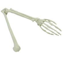 Buy One 12325 Upper Limb, Artificial Drillable Arm Skeleton Bone